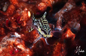 This image of a Harlequin Bass was taken while diving at ... by Steven Anderson 